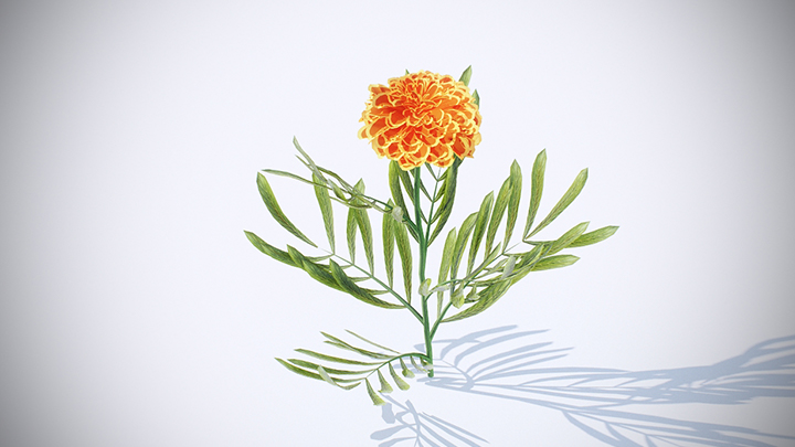 渲染模型_植物253