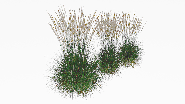 渲染模型_植物265