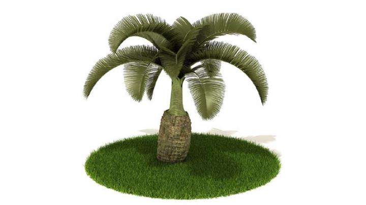 渲染模型_植物288