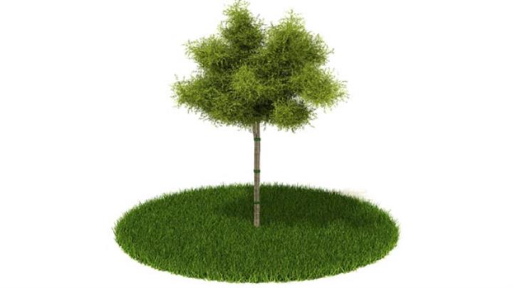 渲染模型_植物303