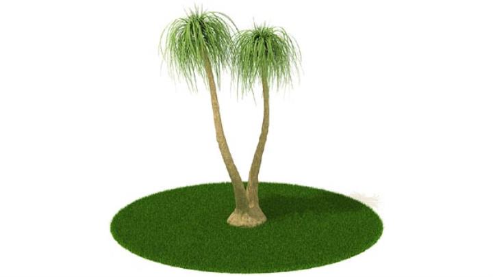 渲染模型_植物309