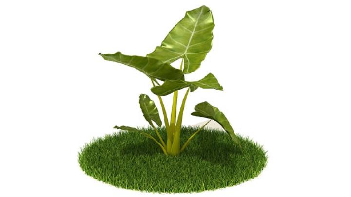 渲染模型_植物315