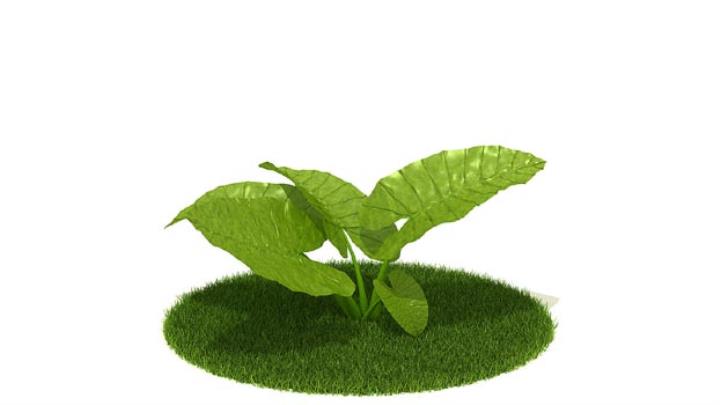 渲染模型_植物316