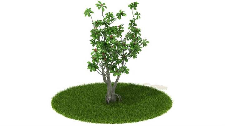 渲染模型_植物318