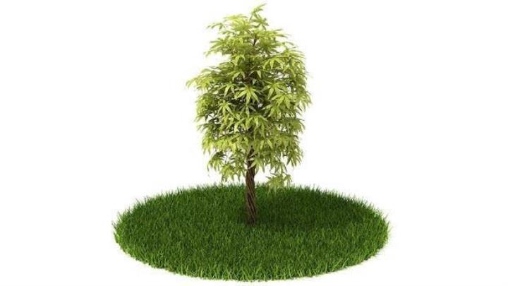 渲染模型_植物323