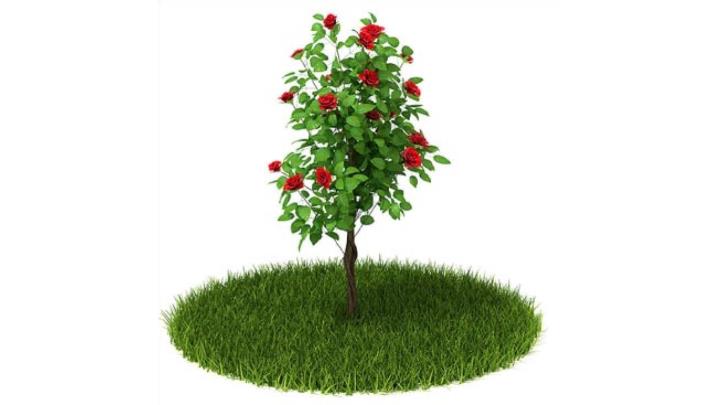 渲染模型_植物325