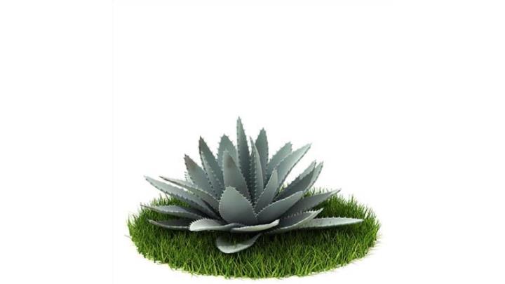 渲染模型_植物342