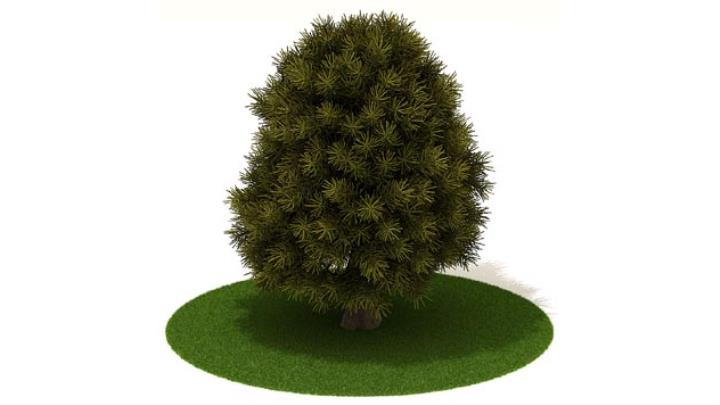 渲染模型_植物343