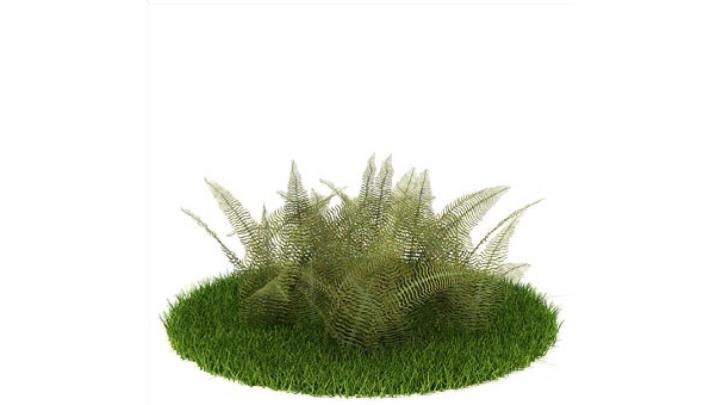 渲染模型_植物346