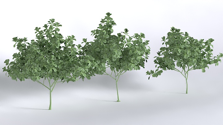 渲染模型_植物379