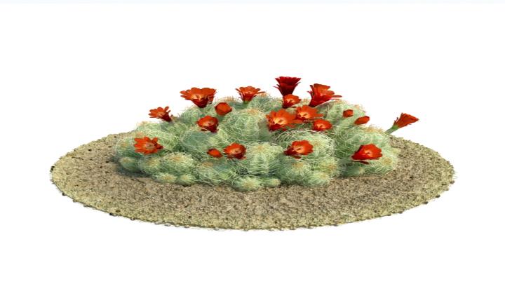 渲染模型_植物399