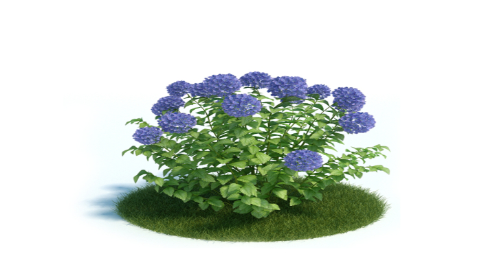 渲染模型_植物415