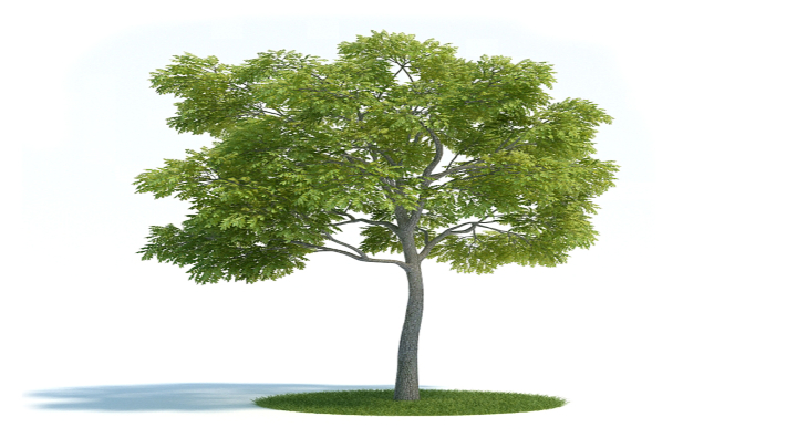 渲染模型_植物417