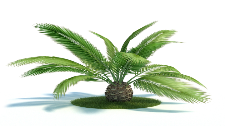 渲染模型_植物423