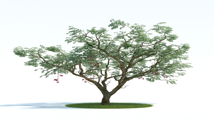 渲染模型_植物431