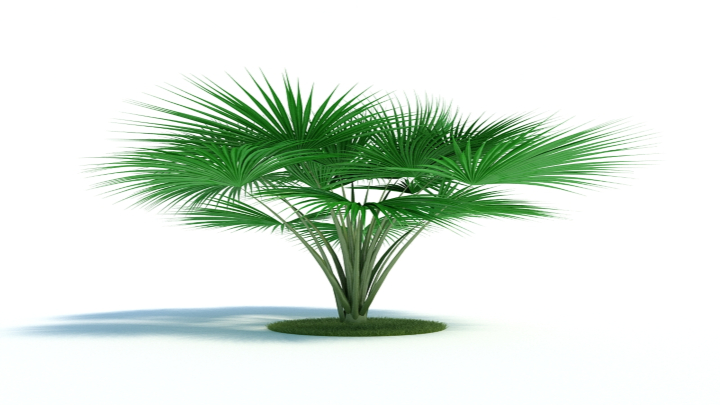 渲染模型_植物434