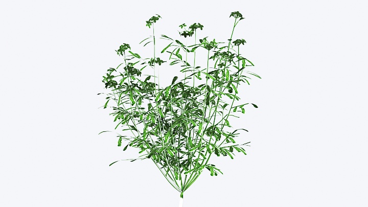 渲染模型_植物花002