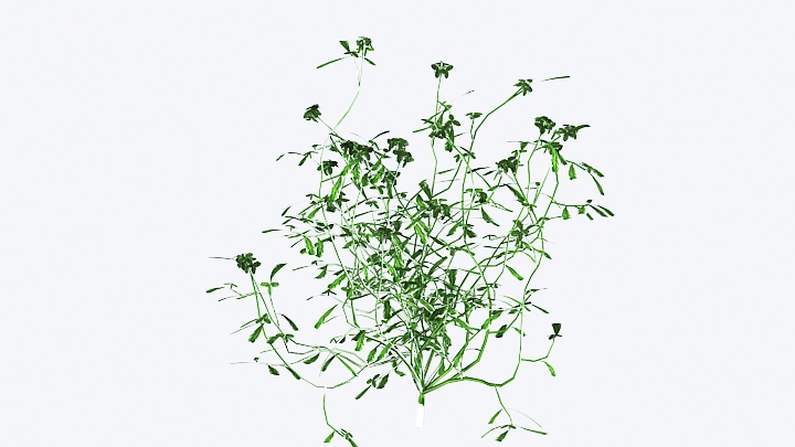 渲染模型_植物花003