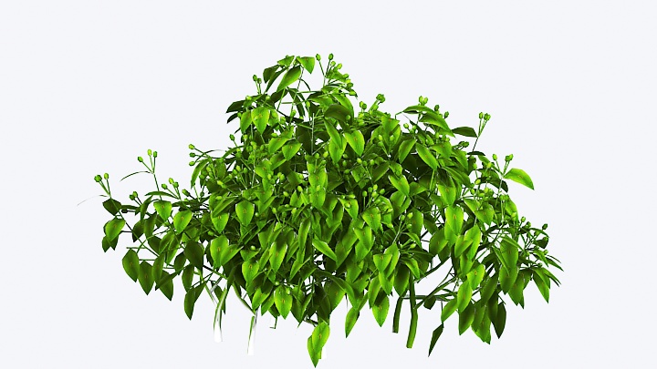 渲染模型_植物花005