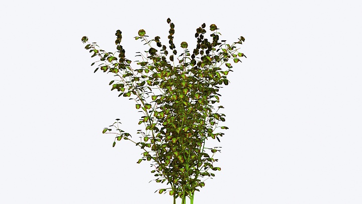 渲染模型_植物花013