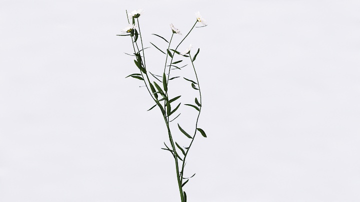 渲染模型_植物花020