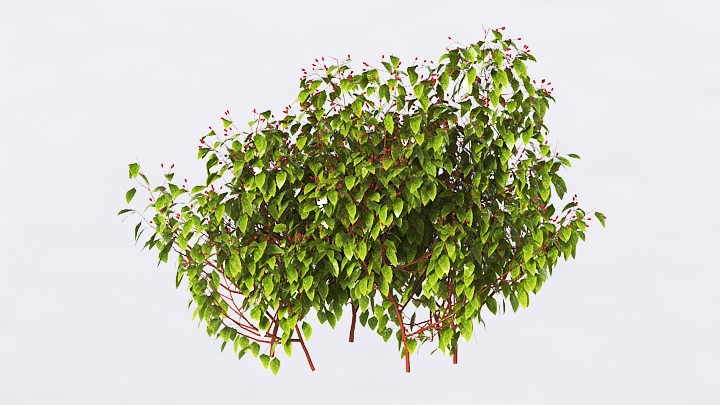 渲染模型_植物花028