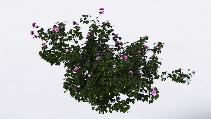 渲染模型_植物花031