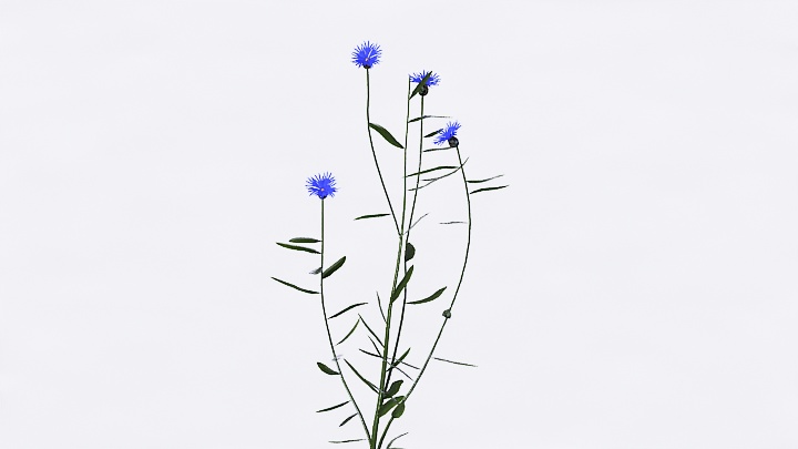 渲染模型_植物花044