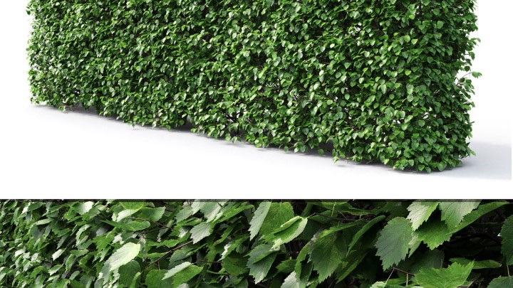 渲染模型_灌木019