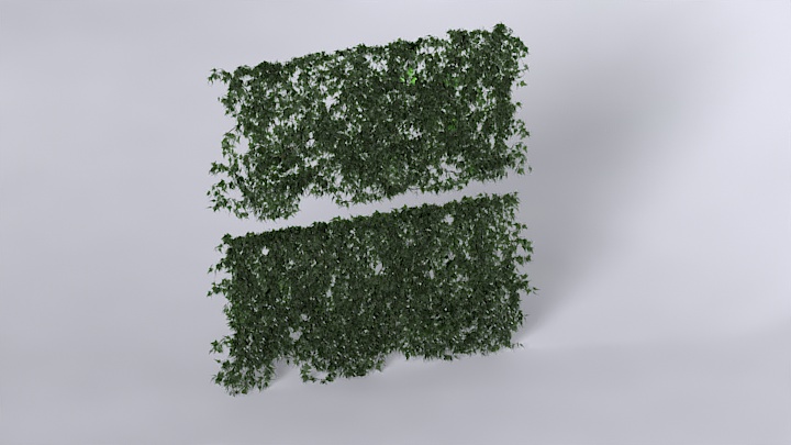 渲染模型_爬山虎001