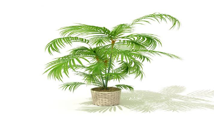 渲染模型_盆景025