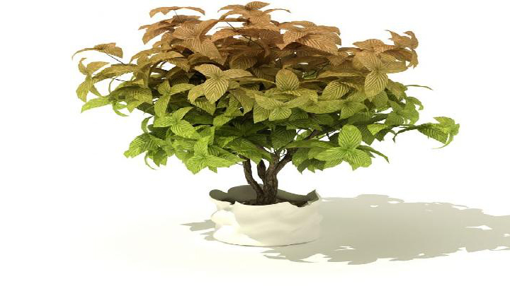 渲染模型_盆景032