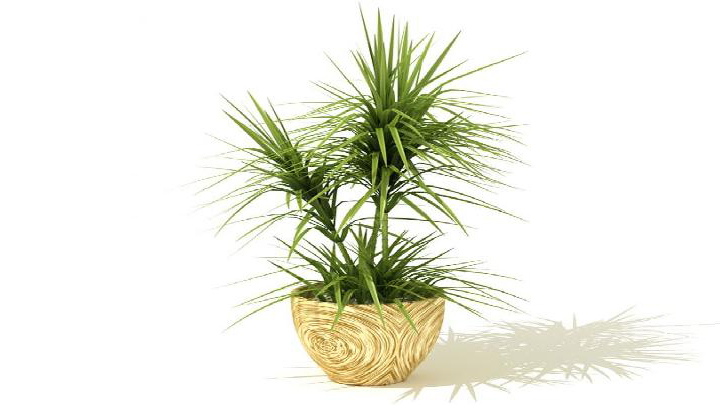 渲染模型_盆景072