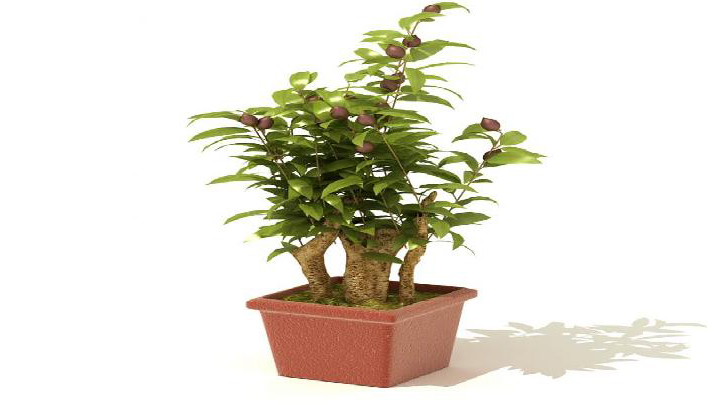 渲染模型_盆景079