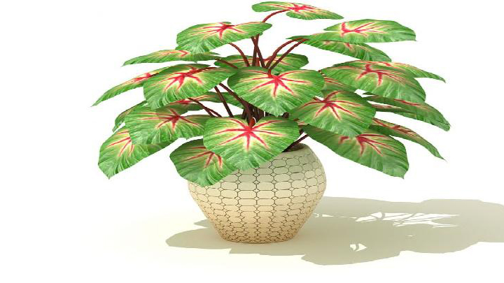 渲染模型_盆景081