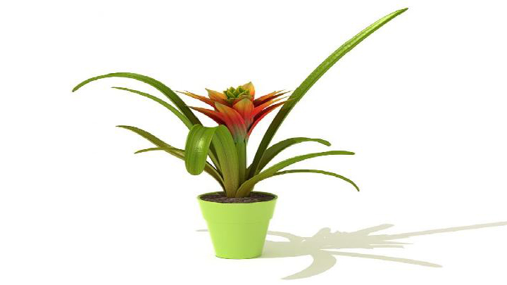 渲染模型_盆景089