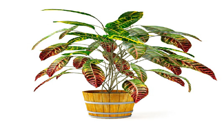 渲染模型_盆景094