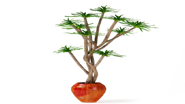 渲染模型_盆景104