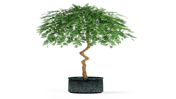 渲染模型_盆景116