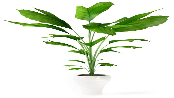 渲染模型_盆景132