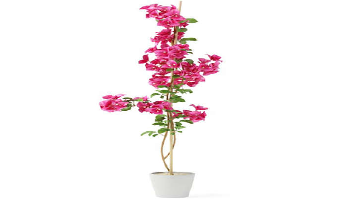 渲染模型_盆景144