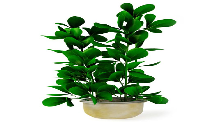 渲染模型_盆景150