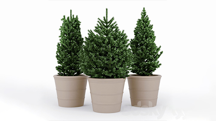 渲染模型_盆栽227