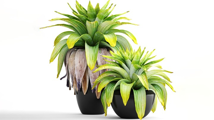 渲染模型_盆栽239