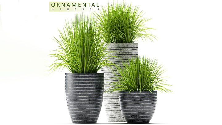 渲染模型_盆栽273