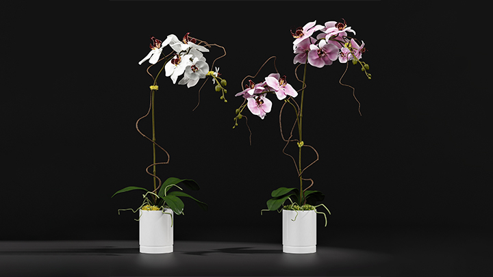 渲染模型_盆栽279