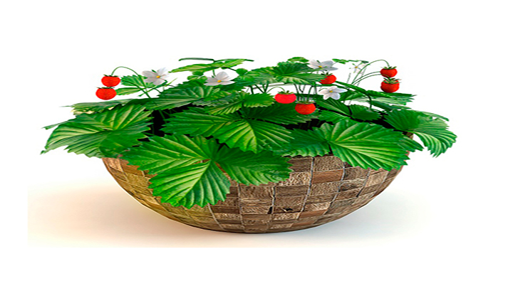 渲染模型_盆栽295