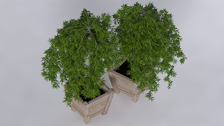 渲染模型_盆栽335