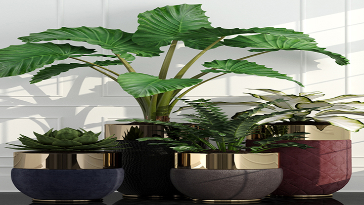 渲染模型_盆栽植物002