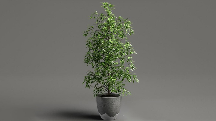 渲染模型_绿植032